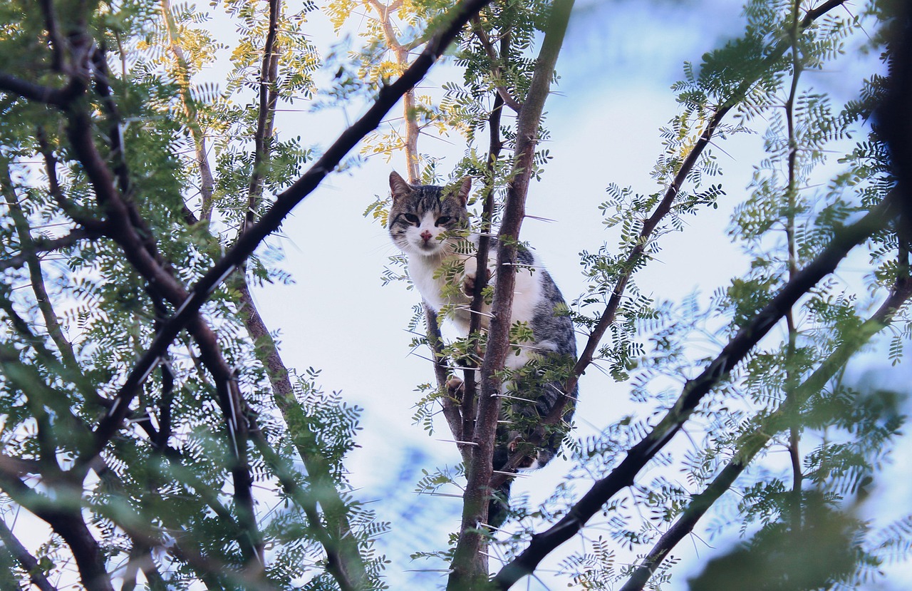 A cat perched high in a tree, appearing stuck and unsure how to get down.