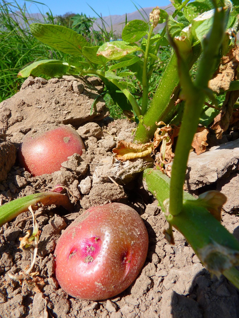 Potatoes growing in rich soil, symbolizing the natural intelligence and regenerative design found in both plants and the human body.