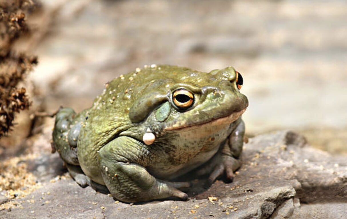 Cusco: After Effects of the Psychedelic Bufo with Homeopathy